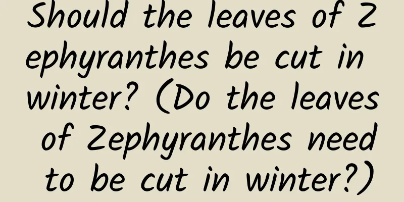 Should the leaves of Zephyranthes be cut in winter? (Do the leaves of Zephyranthes need to be cut in winter?)