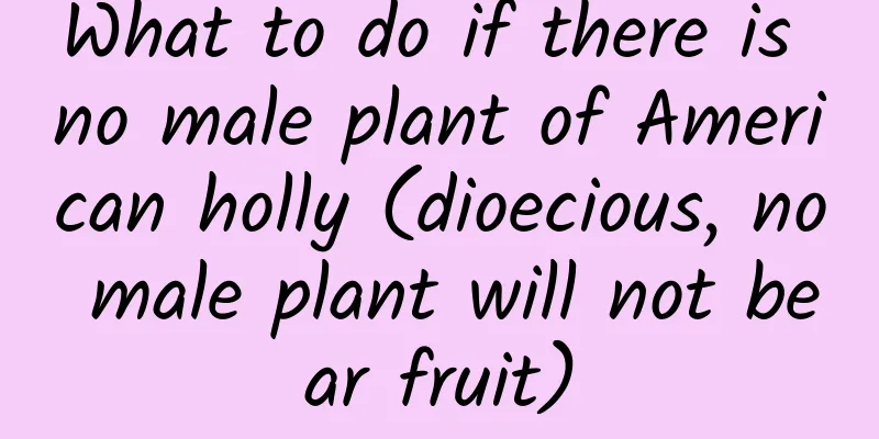 What to do if there is no male plant of American holly (dioecious, no male plant will not bear fruit)
