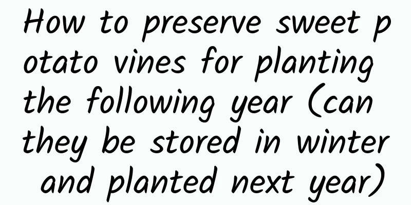How to preserve sweet potato vines for planting the following year (can they be stored in winter and planted next year)