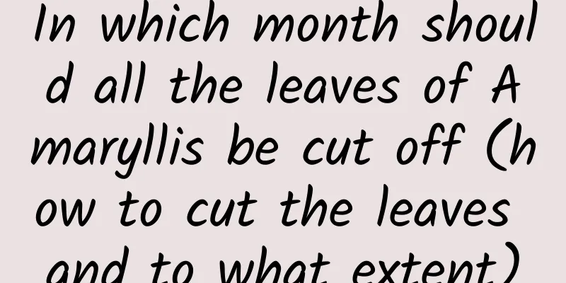 In which month should all the leaves of Amaryllis be cut off (how to cut the leaves and to what extent)