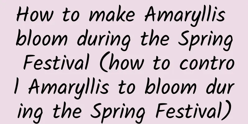 How to make Amaryllis bloom during the Spring Festival (how to control Amaryllis to bloom during the Spring Festival)