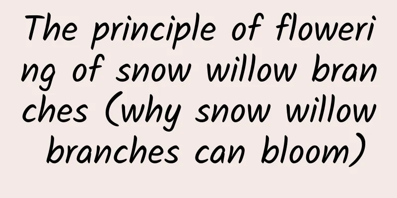 The principle of flowering of snow willow branches (why snow willow branches can bloom)