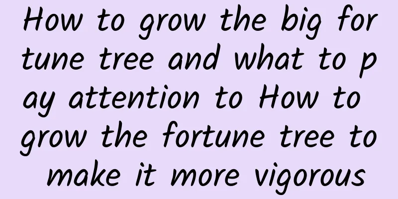 How to grow the big fortune tree and what to pay attention to How to grow the fortune tree to make it more vigorous