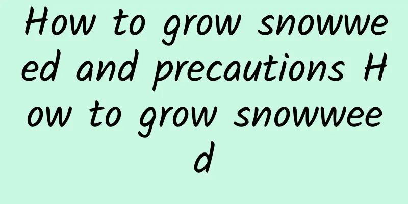 How to grow snowweed and precautions How to grow snowweed