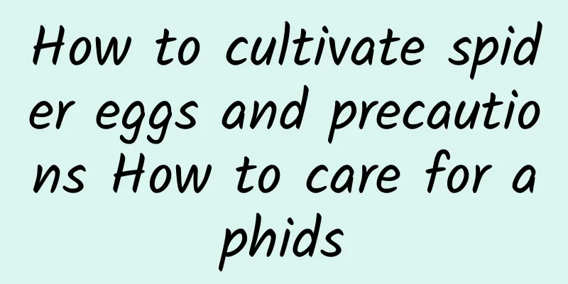 How to cultivate spider eggs and precautions How to care for aphids