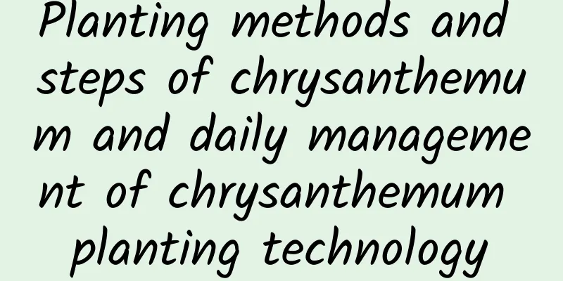 Planting methods and steps of chrysanthemum and daily management of chrysanthemum planting technology