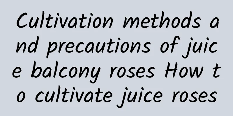Cultivation methods and precautions of juice balcony roses How to cultivate juice roses