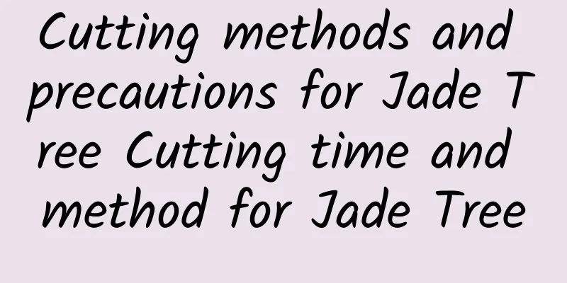 Cutting methods and precautions for Jade Tree Cutting time and method for Jade Tree