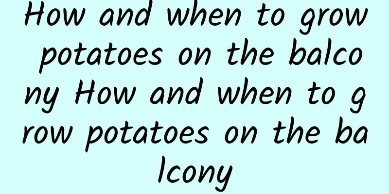 How and when to grow potatoes on the balcony How and when to grow potatoes on the balcony