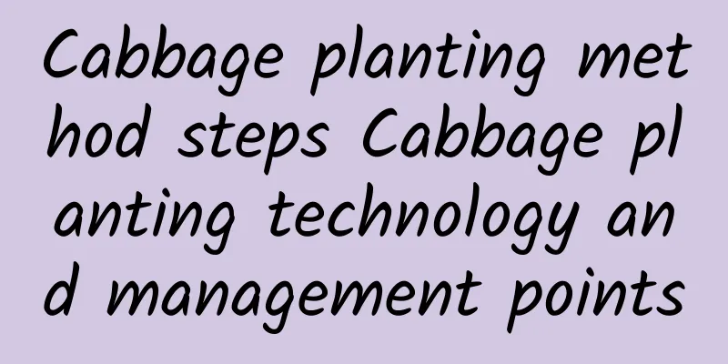 Cabbage planting method steps Cabbage planting technology and management points