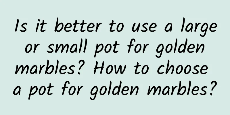 Is it better to use a large or small pot for golden marbles? How to choose a pot for golden marbles?