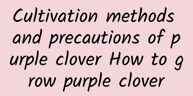 Cultivation methods and precautions of purple clover How to grow purple clover