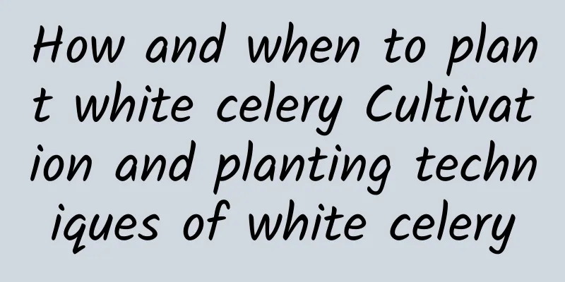 How and when to plant white celery Cultivation and planting techniques of white celery