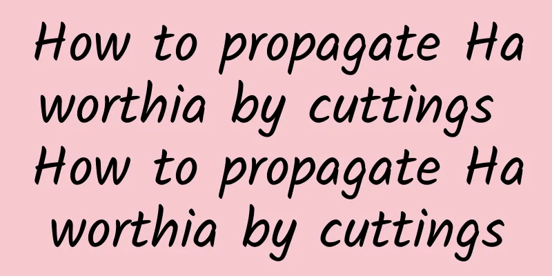 How to propagate Haworthia by cuttings How to propagate Haworthia by cuttings