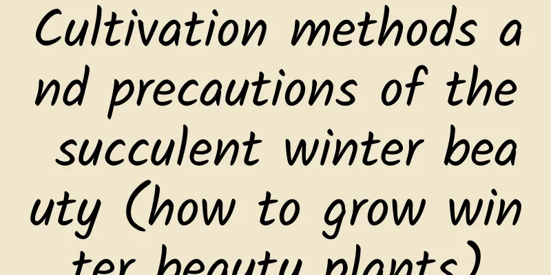 Cultivation methods and precautions of the succulent winter beauty (how to grow winter beauty plants)