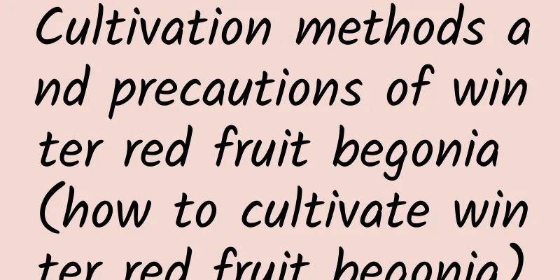 Cultivation methods and precautions of winter red fruit begonia (how to cultivate winter red fruit begonia)