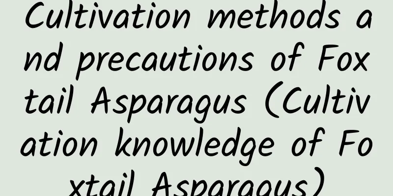Cultivation methods and precautions of Foxtail Asparagus (Cultivation knowledge of Foxtail Asparagus)
