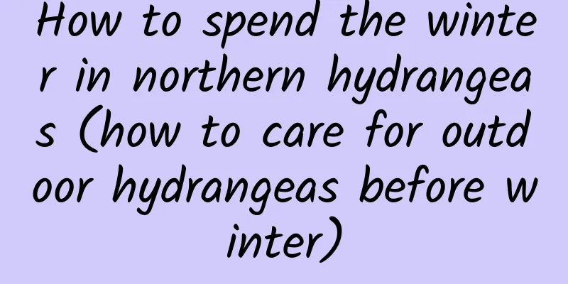 How to spend the winter in northern hydrangeas (how to care for outdoor hydrangeas before winter)