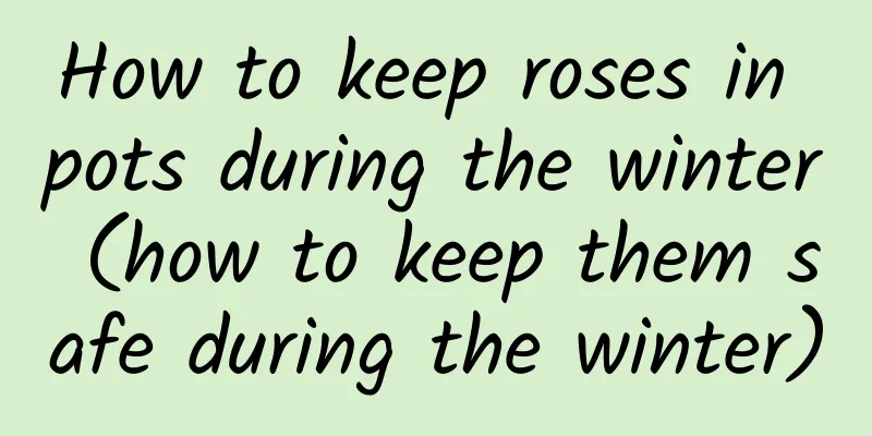 How to keep roses in pots during the winter (how to keep them safe during the winter)
