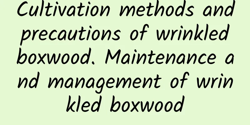 Cultivation methods and precautions of wrinkled boxwood. Maintenance and management of wrinkled boxwood
