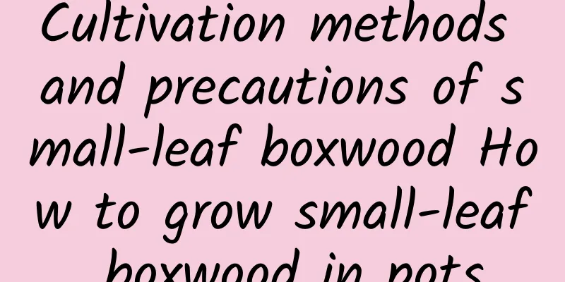 Cultivation methods and precautions of small-leaf boxwood How to grow small-leaf boxwood in pots