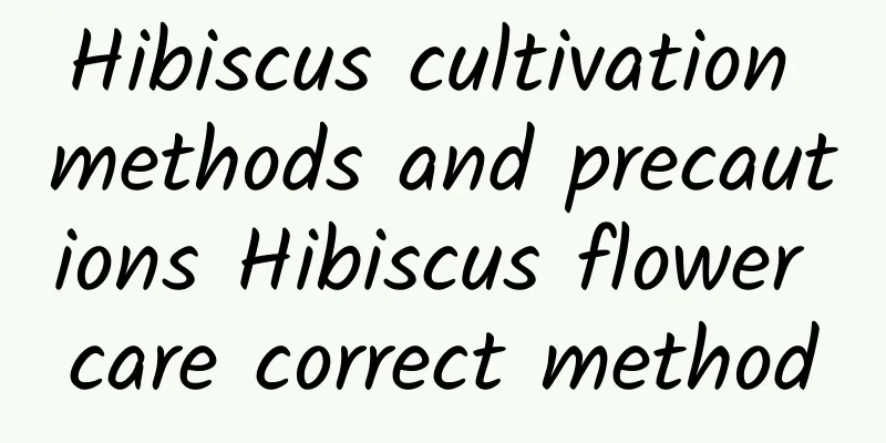 Hibiscus cultivation methods and precautions Hibiscus flower care correct method