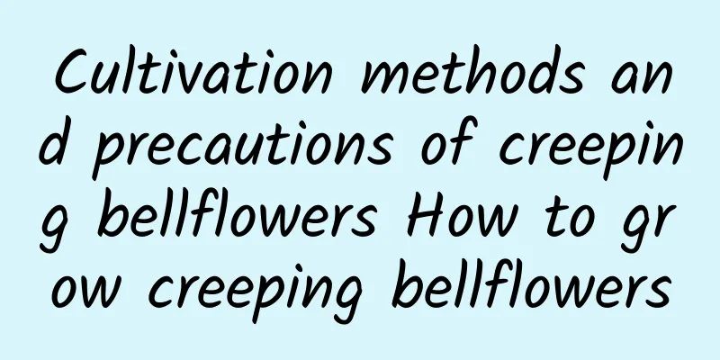Cultivation methods and precautions of creeping bellflowers How to grow creeping bellflowers