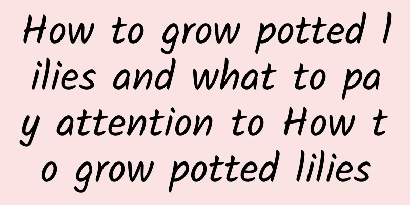 How to grow potted lilies and what to pay attention to How to grow potted lilies