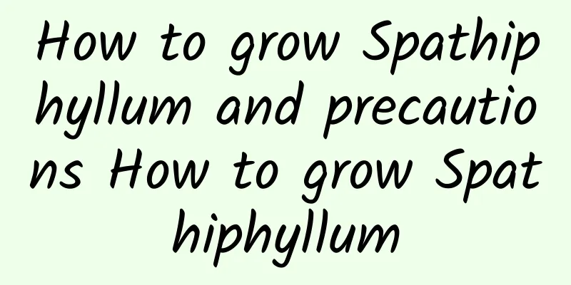 How to grow Spathiphyllum and precautions How to grow Spathiphyllum