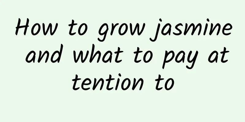 How to grow jasmine and what to pay attention to