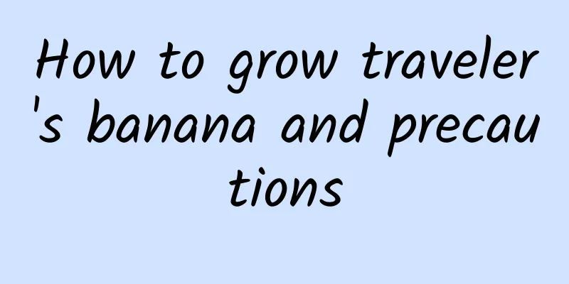 How to grow traveler's banana and precautions