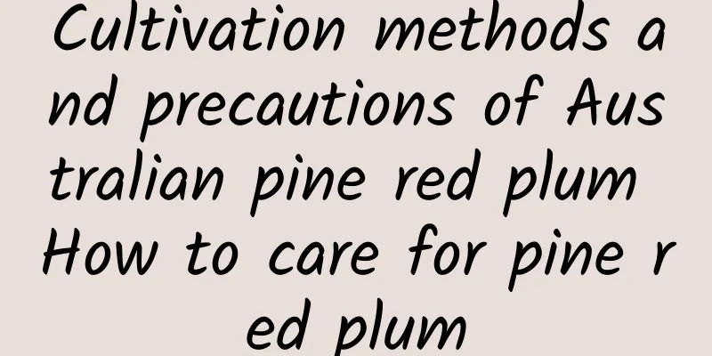 Cultivation methods and precautions of Australian pine red plum How to care for pine red plum