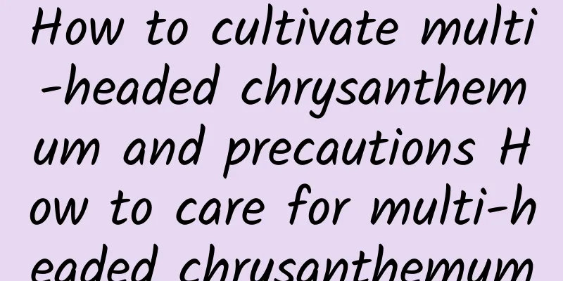 How to cultivate multi-headed chrysanthemum and precautions How to care for multi-headed chrysanthemum