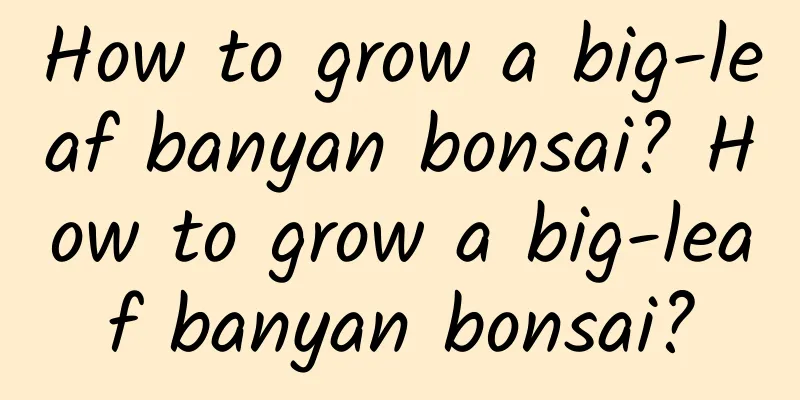 How to grow a big-leaf banyan bonsai? How to grow a big-leaf banyan bonsai?