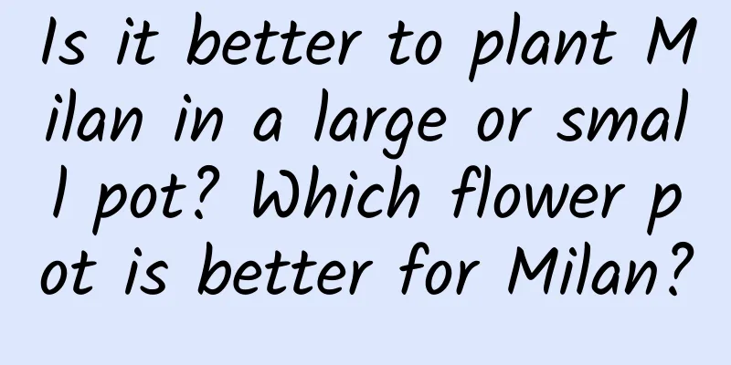 Is it better to plant Milan in a large or small pot? Which flower pot is better for Milan?