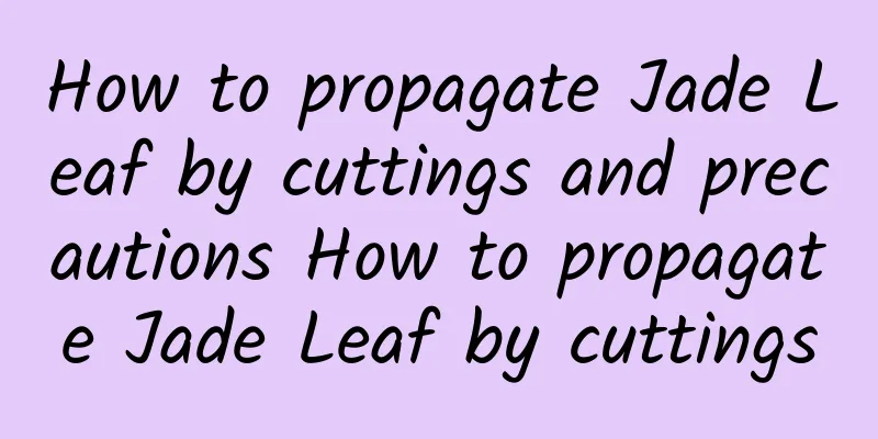 How to propagate Jade Leaf by cuttings and precautions How to propagate Jade Leaf by cuttings