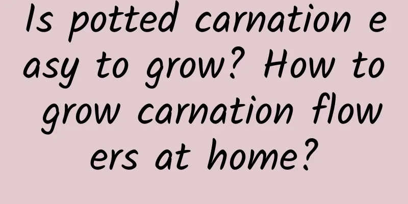 Is potted carnation easy to grow? How to grow carnation flowers at home?