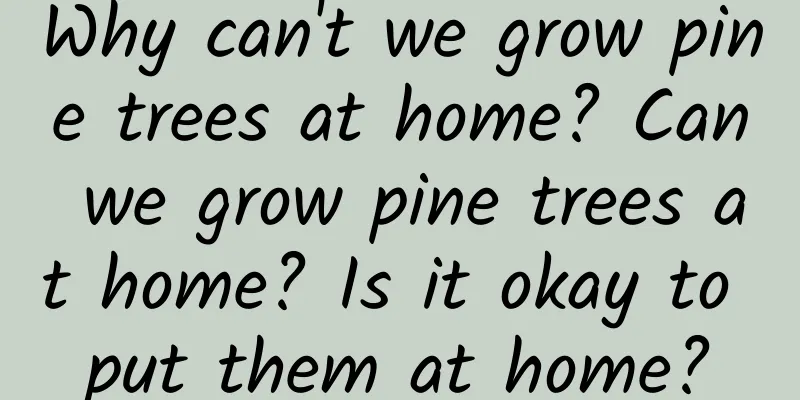 Why can't we grow pine trees at home? Can we grow pine trees at home? Is it okay to put them at home?