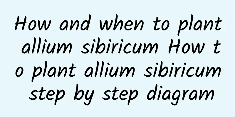 How and when to plant allium sibiricum How to plant allium sibiricum step by step diagram