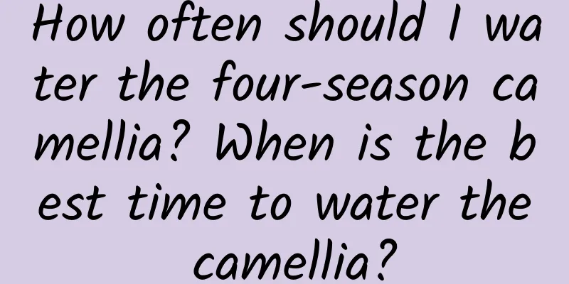 How often should I water the four-season camellia? When is the best time to water the camellia?