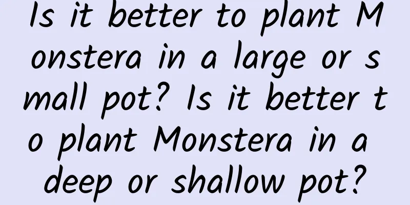 Is it better to plant Monstera in a large or small pot? Is it better to plant Monstera in a deep or shallow pot?