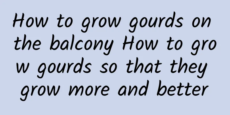 How to grow gourds on the balcony How to grow gourds so that they grow more and better