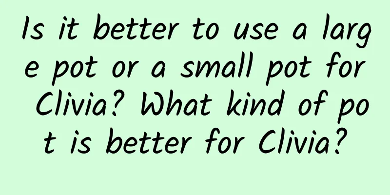 Is it better to use a large pot or a small pot for Clivia? What kind of pot is better for Clivia?