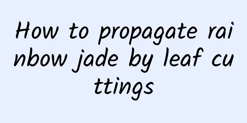 How to propagate rainbow jade by leaf cuttings