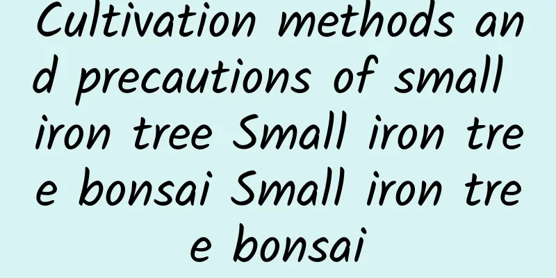 Cultivation methods and precautions of small iron tree Small iron tree bonsai Small iron tree bonsai