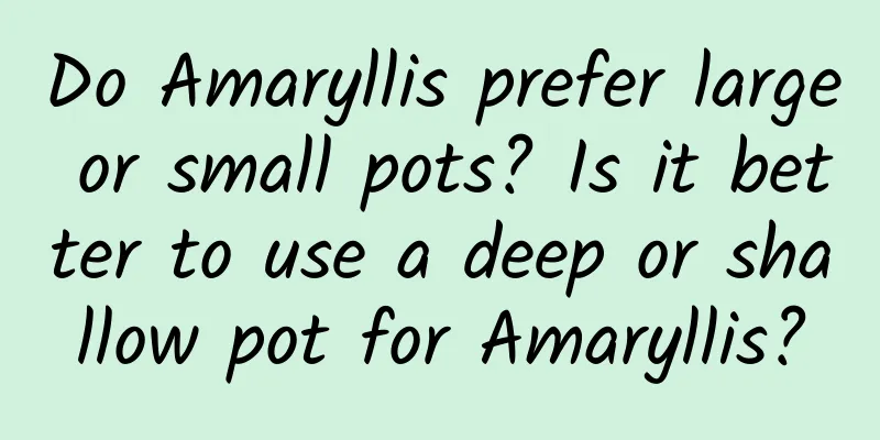 Do Amaryllis prefer large or small pots? Is it better to use a deep or shallow pot for Amaryllis?