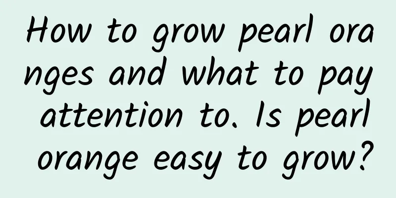 How to grow pearl oranges and what to pay attention to. Is pearl orange easy to grow?