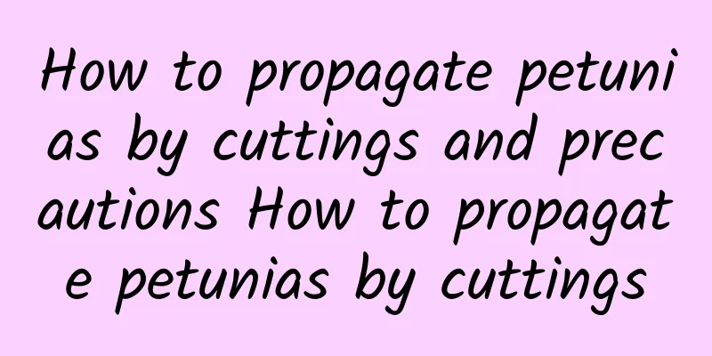 How to propagate petunias by cuttings and precautions How to propagate petunias by cuttings