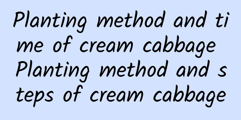 Planting method and time of cream cabbage Planting method and steps of cream cabbage