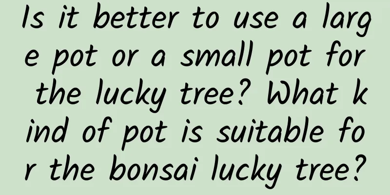 Is it better to use a large pot or a small pot for the lucky tree? What kind of pot is suitable for the bonsai lucky tree?